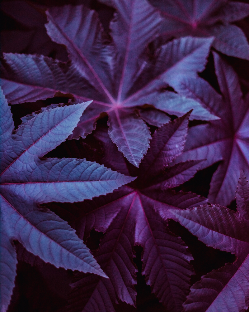 Close-up of purple leaves with a dark background